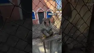 The monkey got angry
