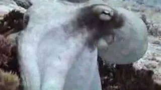 octopus vs squirrel fish