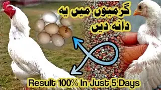 How To Increase Eggs & Chicks Output with Summer Feeding Tricks! #petsvlog #shehrmainگاؤں