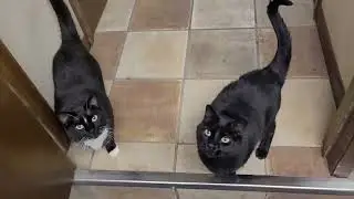 Giving Smokey and Onyx some watermelon 🍉