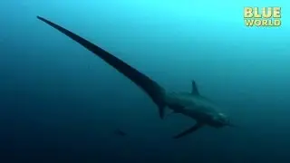 Philippines Thresher Sharks | JONATHAN BIRD'S BLUE WORLD