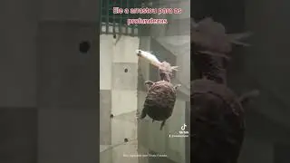 O SonicFlix - Episódio 06