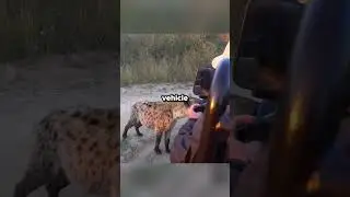 #effectking