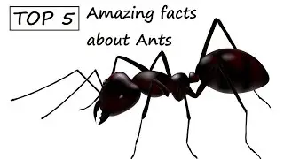 Top 5 | Amazing facts about Ants