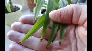 Why do the tips of the leaves of indoor plants turn black: the main reasons and what to do to sav...