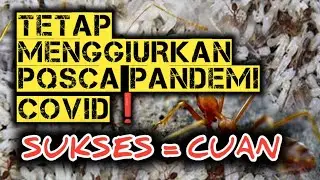 PASCA PANDEMI COVID 19 BISNIS TERNAK SEMUT RANGRANG PENGHASIL KROTO MASIH TETAP MENJANJIKAN