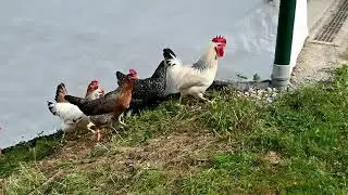 Petelinček je na goro šel - Alenka Kolman, pesmi za otroke