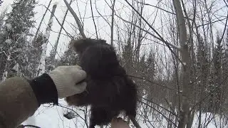 Testing marten traps. Setting a lynx trap with bait /ONE WAY/