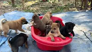 Cute puppies, let the whole pack join them to play together.