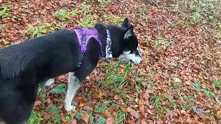 Burgruine Wartstein mit Husky - Ohne Leine im Wald 💙 | Teil 2 | 🐺 Husky Goraidh 🐾