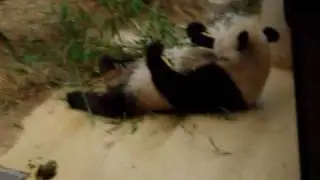 Panda in Schönbrunn