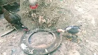 @FighterCockSportBird #quality chicken breeds #vietnam chicken #aseellovers