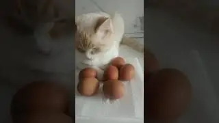 #cat