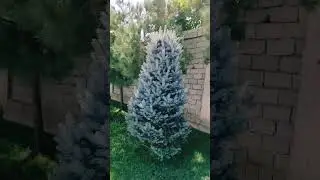 sotiladi 200$ dan