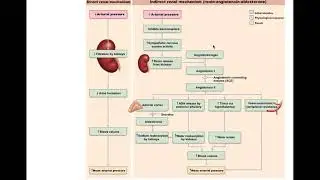 Chapter 19 Blood Vessels Part 2