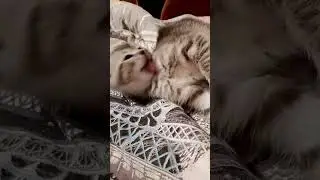 Как бы вы, назвали кота?