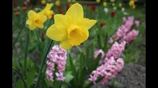 Flowers4school