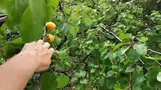 Урожай абрикос из окна 3-го этажа