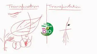 What is the difference between Transportation and Transpiration? By Simply The Best BIO