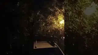 Соловьи на Соловьином проезде в Ясеневе.