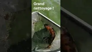 je suis intervenu pour une réfection d'un bassin. j'ai été surpris par le nombre de fish 😁