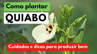 Como plantar quiabo em 2021 / Formas e opções de plantio
