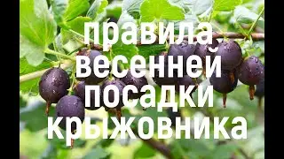 Весенняя посадка крыжовника! ЧТО ВАЖНО ЗНАТЬ!