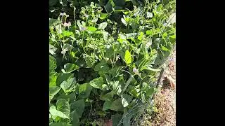 Home Garden.