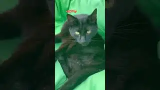 #blackscreenstatus😎🖤