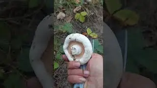❗For mushrooms 09.15.2023 🍄Kursk region❗ 
