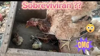 Readaptando Pollos que Habían Quedado  Sin Nacer‼️‼️