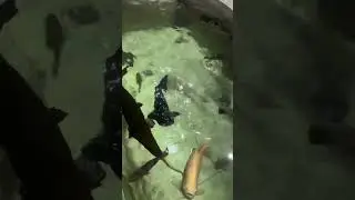 Monsterfish pellet feeding #pondmonster #monsterfishpond