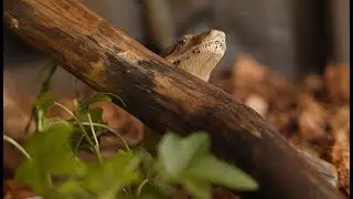 OUR BOA CLEOPATRA - BOY OR GIRL?HOW TO DETERMINE THE SEX OF REPTILES?