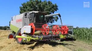 Lohnunternehmer drischt mit Claas-Mähdrescher Gerste