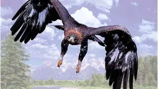 Bird Songs sound effects, Nature Sounds Relaxing Nature: Forest Bird Sounds, sound effect