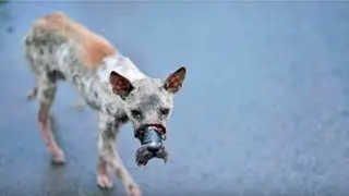 The dog survived real torture. When the rescuers removed the tape, they went cold with horror.