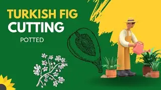 Turkish #figcuttings potted