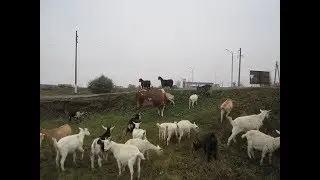 Pavel Nemolyaev's farmstead. PART TWO