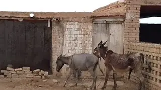 Donkeys