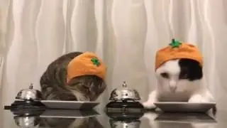 Дай кушать!