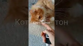 Котик Золтон красавчик.🐈🐈🐈,🐈🐈🐈