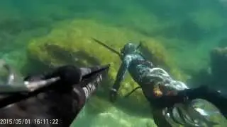 подводная охота на Каспии (полный кукан) successful spearfishing
