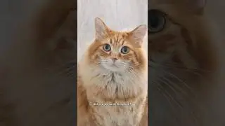 I don't even wanna know what shenanigans he got up too 😅 #cat #cute #cutecat #animals #catvideos