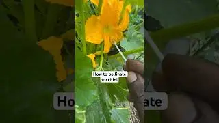 How to pollinate a Zucchini 1 simple step #shorts #garden