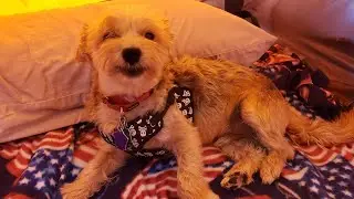 First time camping with a dog. #AOKlife #Iamacreator #nosmallcreator