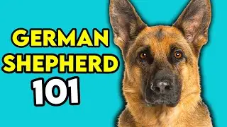 German Shepherd 101 - Learn Everything You Need To Know