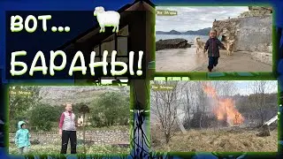 114: Новый огород на камнях, рассада в Черногории, специфика отдыха Будва. 0+