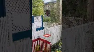 ПТИЦЫ В КАНАДЕ, ЧТО СЛУЧИЛОСЬ ?