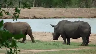 Rhino chasing hippos