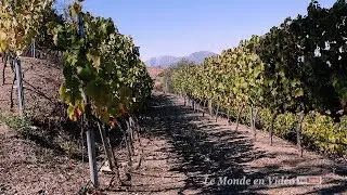 VIÑA & BODEGA REMSAMEN , Spain